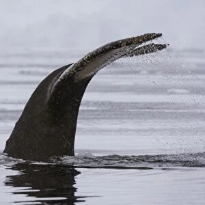 An humpback whale (Megaptera novaeangliae), diving in Wilhelmina Bay, Antarctica