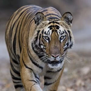 Indian tiger (Panthera tigris), Bandhavgarh Tiger Reserve, Madhya Pradesh state