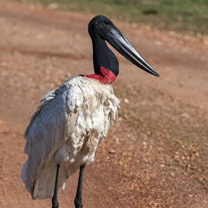 Jabiru stork (Jabiru mycteria), Pantanal, Mato Grosso do Sul, Brazil, South America