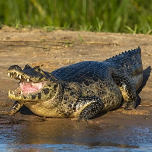 Jacare caiman (Caiman yacare), Pantanal, Mato Grosso, Brazil, South America