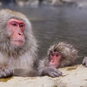 Japanese macaque (Macaca fuscata) (Snow monkey)