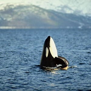 Killer whale spy hopping with calf in an Arctic Fjord