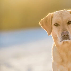 Labrador sitting in the afternoon sunlight, United Kingdom, Europe