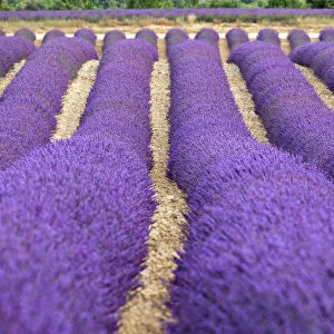 Lavender lines, Plateau de Valensole, Provence, France, Europe