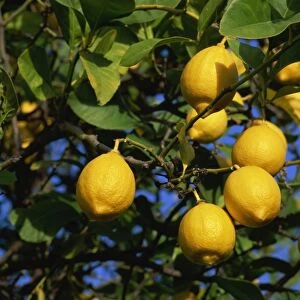 Lemons on tree, Malaga province, Andalucia, Spain, Europe