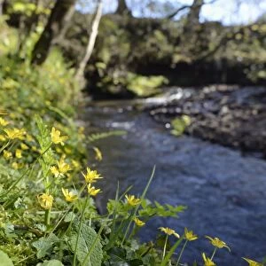 Lesser celandines (Ranunculus ficaria) flowering on a stream bank in woodland, Millook Valley Woods