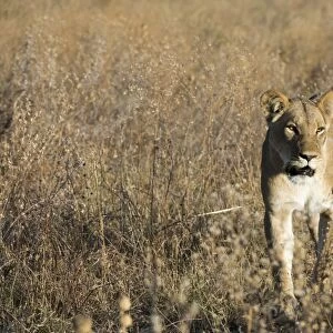 Lion (Panthera leo), Savuti, Chobe National Park, Botswana, Africa