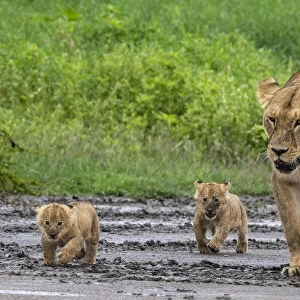 A lioness (Panthera leo) with its four week old cubs, Ndutu, Ngorongoro Conservation Area