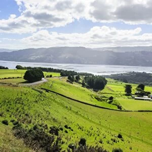 Lush green fields with sheep grazing, Otago Peninsula, South Island, New Zealand, Pacific