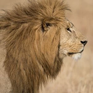 Male lion (Panthera Leo) of the Lemek pride in Lemek Conservancy, Masai Mara, Kenya