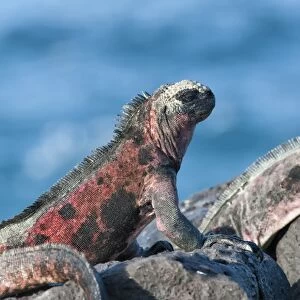 Marine Iguanas (Amblyrhynchus cristatus hassi), Hispanola Island, Galapagos, UNESCO World Heritage Site, Ecuador, South America