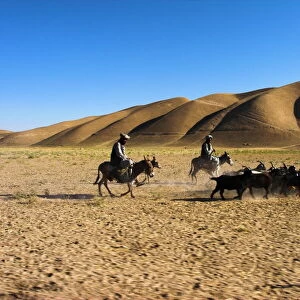 Men on donkeys tending goats, between Herat and Maimana, after Bala Murghah