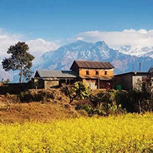 Mustard fields with the Annapurna Range of the Himalayas in the background, Gandaki, Nepal, Asia