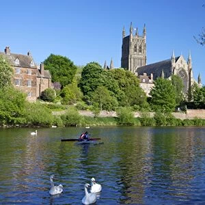 Mute swans and canoeists on River Severn, spring evening, Worcester Cathedral