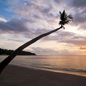 Overhanging palm tree at Nippah Beach at sunset, l Lombok Island, Indonesia, Southeast Asia, Asia