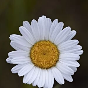 Oxeye daisy (ox-eye daisy) (Leucanthemum vulgare), Waterton Lakes National Park, Alberta, Canada, North America