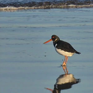 Oystercatcher, County Clare, Munster, Republic of Ireland, Europe