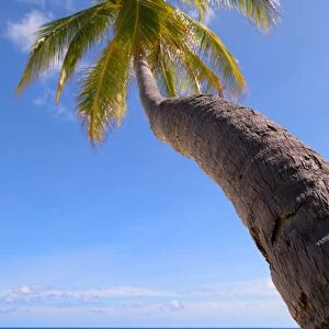 A palm tree leaning out to sea on an island in the Maldives, Indian Ocean, Asia