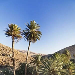 Palm trees, Barranco de la Madre de Agua, near Ajuy, Fuerteventura, Canary Islands, Spain, Atlantic, Europe