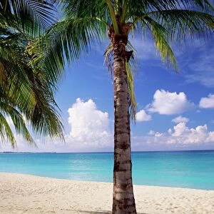 Palm trees, beach and still turquoise sea, Seven Mile beach, Grand Cayman
