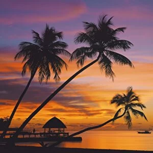 Palm trees and ocean at sunset, Maldives, Indian Ocean, Asia