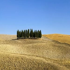 Panorama of group of Cypress trees in the landscape, Val d Orcia, UNESCO World Heritage Site