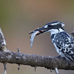 Pied kingfisher (Ceryle rudis) with a fish, Kruger National Park, South Africa, Africa