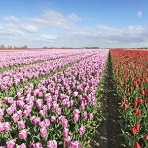 Pink and red tulips in vast field, Yersekendam, Zeeland province, Netherlands, Europe