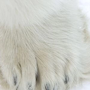 Polar bear (Ursus maritimus), Churchill, Hudson Bay, Manitoba, Canada, North America