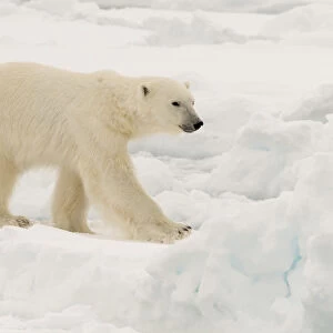 Polar bear (Ursus maritimus), Polar Ice Cap, 81 degrees, north of Spitsbergen, Arctic