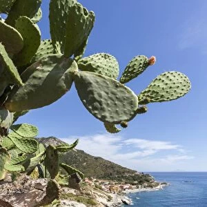 Prickly pears on rocks above the sea, Pomonte, Marciana, Elba Island, Livorno Province