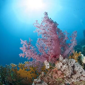 Purple soft coral, Ras Mohammed National Park, off Sharm el Sheikh, Sinai, Egypt, Red Sea, Egypt, North Africa, Africa