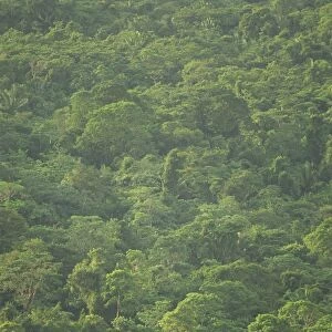 Rainforest canopy of the Cockscomb Basin Sanctuary, Belize, Central America