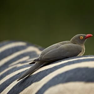 Red-billed oxpecker (Buphagus erythrorhynchus) on a zebra, Imfolozi Game Reserve, South Africa, Africa