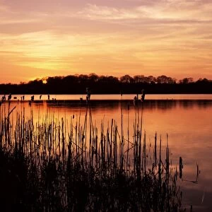 Reedmace silhouetted in foreground at sunset, Frensham Great Pond, near Farnham