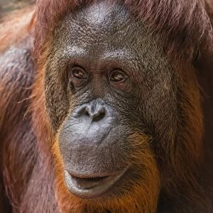 Reintroduced female orangutan (Pongo pygmaeus), Camp Leakey, Tanjung Puting National Park