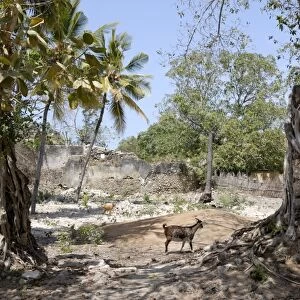 Ruins, old town, Ibo Island, Mozambique, Africa