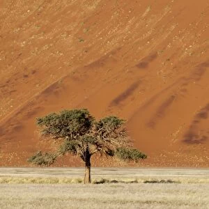 Sand dune, Sossusvlei, Namib Naukluft Park, Namib Desert, Namibia, Africa