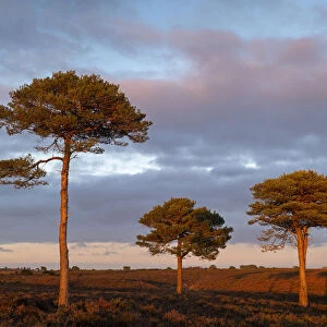 Scots Pine trees on the heathland bathed in evening sunlight, New Forest National Park
