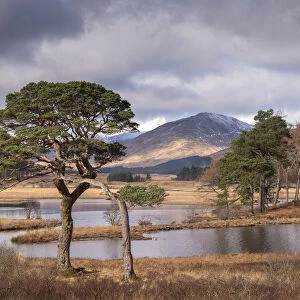 Scots Pine trees on the shores of Loch Tulla in winter in the Scottish Highlands