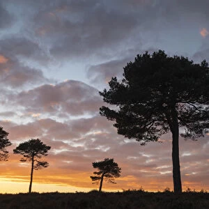 Scots Pine trees silhouetted against a sunset sky on New Forest heathland, Hampshire