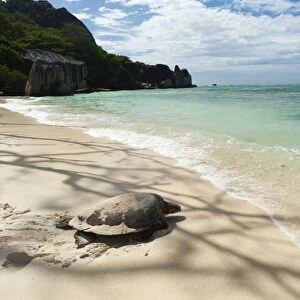 Sea turtle, Anse Source d Argent beach, La Digue, Seychelles, Indian Ocean, Africa