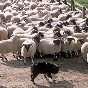 Sheepdog and sheep