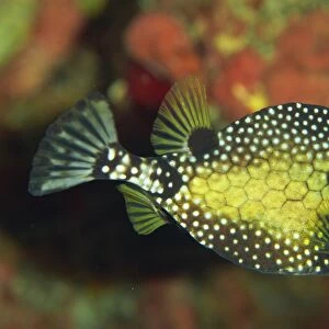 Smooth trunkfish (Lactophrys triqueter), Tobago, West Indies, Caribbean, Central America