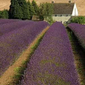 Snowshill Lavender Farm, Gloucestershire, The Cotswolds, England, United Kingdom, Europe