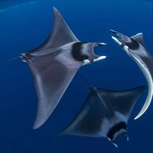 Spinetail devil rays (Mobula mobular) engaged in sexual courtship in Honda Bay, Palawan