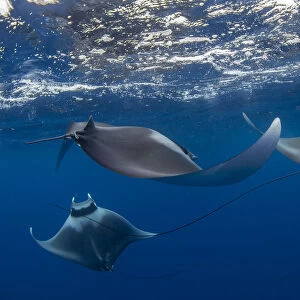Spinetail devil rays (Mobula mobular) engaged in sexual courtship in Honda Bay, Palawan