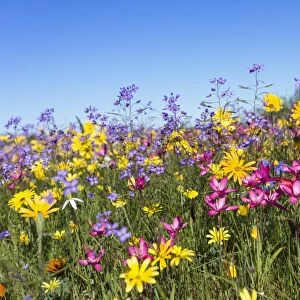 Spring wildflowers, Papkuilsfontein farm, Nieuwoudtville, Northern Cape, South Africa