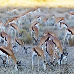 Springbok (Antidorcas marsupialis), Kgalagadi Transfrontier Park, Kalahari, Northern Cape