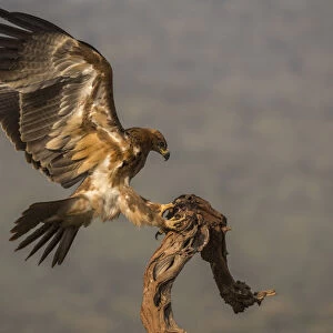 Tawny eagle (Aquila rapax), Zimanga private game reserve, KwaZulu-Natal, South Africa